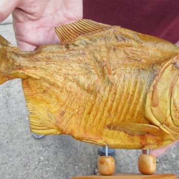 10" Dried Piranha Fish 