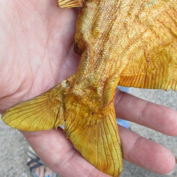 10" Dried Piranha Fish 
