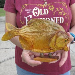 10" Dried Piranha Fish 