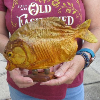 10" Dried Piranha Fish 