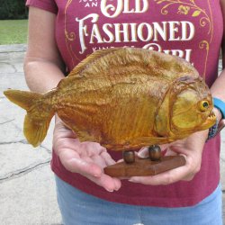 10" Dried Piranha Fish 