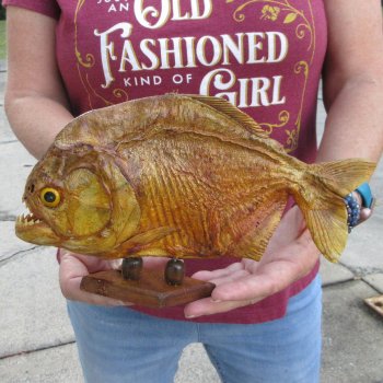 10" Dried Piranha Fish 