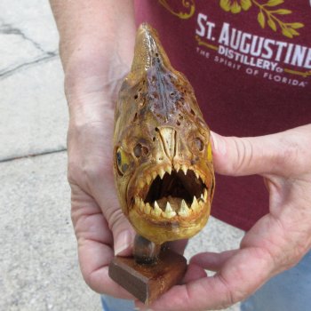 10" Dried Piranha Fish 