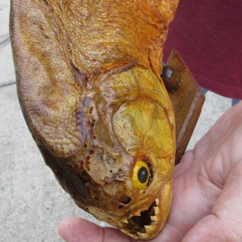 10" Dried Piranha Fish 