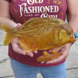 10" Dried Piranha Fish 
