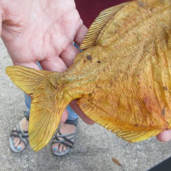10" Dried Piranha Fish 