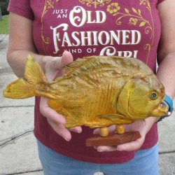 11" Dried Piranha Fish 