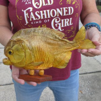 11" Dried Piranha Fish 