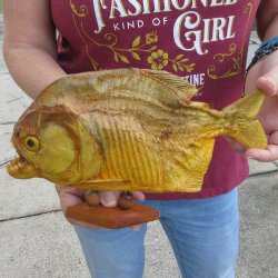 10" Dried Piranha Fish 