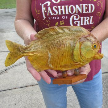 10" Dried Piranha Fish 