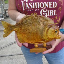 10" Dried Piranha Fish 