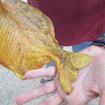 10" Dried Piranha Fish 