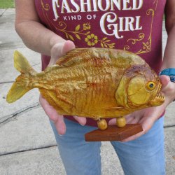 10" Dried Piranha Fish 