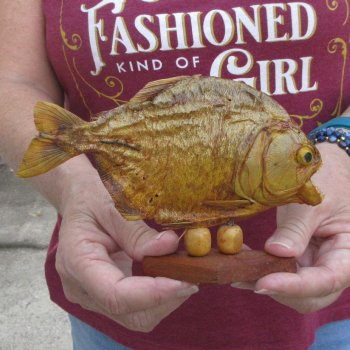 7" Dried Piranha Fish 