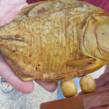 7" Dried Piranha Fish 