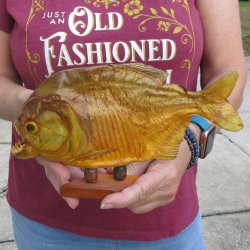 9" Dried Piranha Fish 