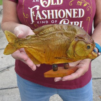 9" Dried Piranha Fish 