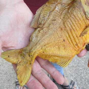 9" Dried Piranha Fish 