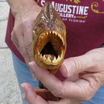 9" Dried Piranha Fish 