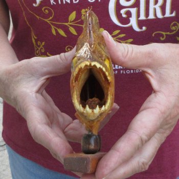 9" Dried Piranha Fish 