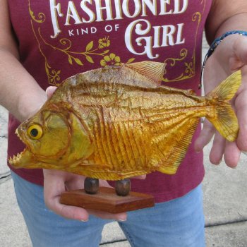 9" Dried Piranha Fish 