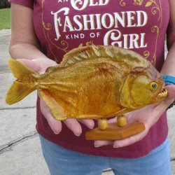 9" Dried Piranha Fish 
