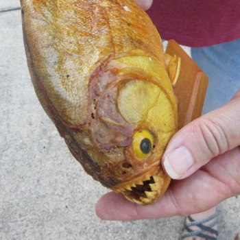 9" Dried Piranha Fish 