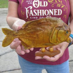 9" Dried Piranha Fish 