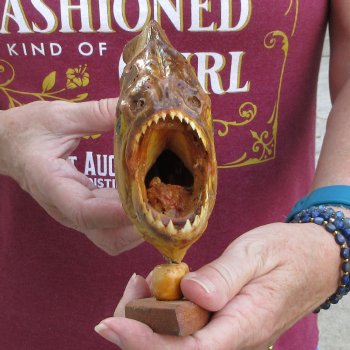 9" Dried Piranha Fish 