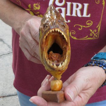 9" Dried Piranha Fish 