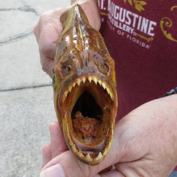 9" Dried Piranha Fish 