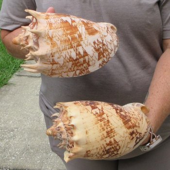 Two piece Imperial Volute Seashells 8"