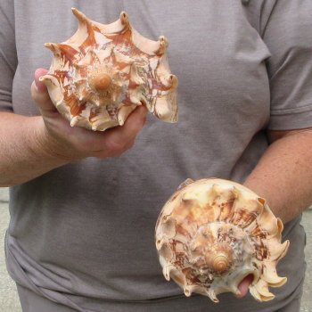 Two piece Imperial Volute Seashells 8"