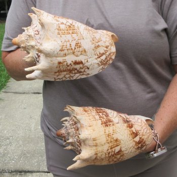 Two piece Imperial Volute Seashells 8"