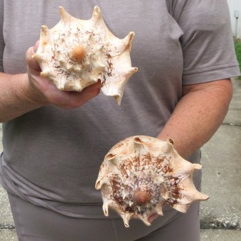Two piece Imperial Volute Seashells 8"