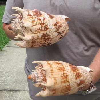 Two piece Imperial Volute Seashells 8"
