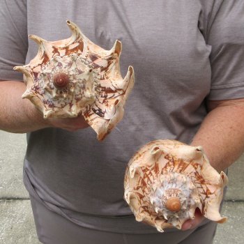 Two piece Imperial Volute Seashells 8"