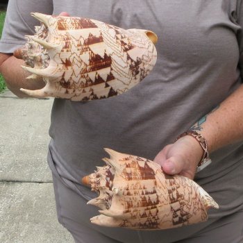 Two piece Imperial Volute Seashells 7"