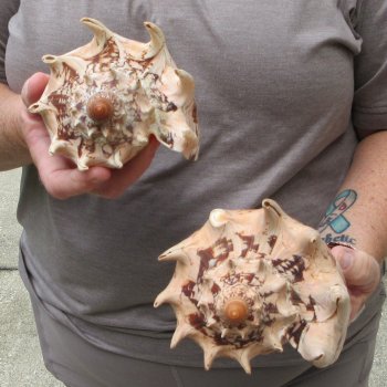Two piece Imperial Volute Seashells 7"