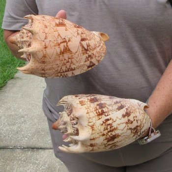 Two piece Imperial Volute Seashells 7"