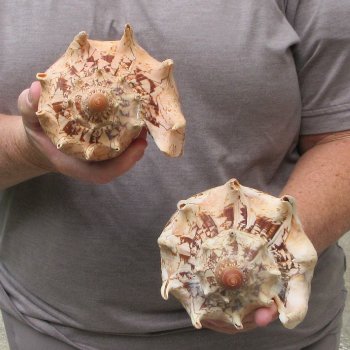 Two piece Imperial Volute Seashells 7"