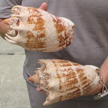 Two piece Imperial Volute Seashells 7"