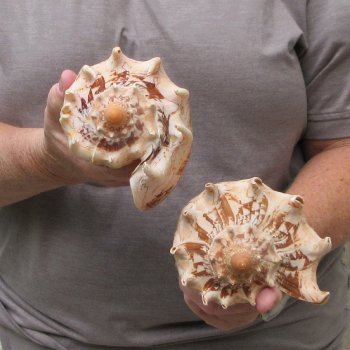 Two piece Imperial Volute Seashells 7"