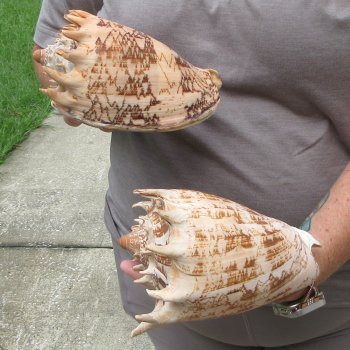 Two piece Imperial Volute Seashells 7"