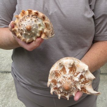 Two piece Imperial Volute Seashells 7"