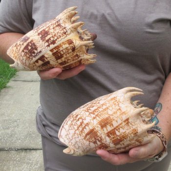 Two piece Imperial Volute Seashells 7"