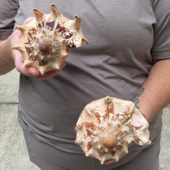 Two piece Imperial Volute Seashells 7"