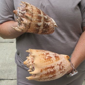 Two piece Imperial Volute Seashells 7"