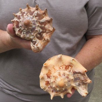 Two piece Imperial Volute Seashells 7"