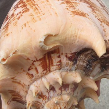 Two piece Imperial Volute Seashells 7"